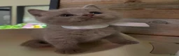 British Shorthair cats for sale: Cute male British shorthair kitten - Advert 6