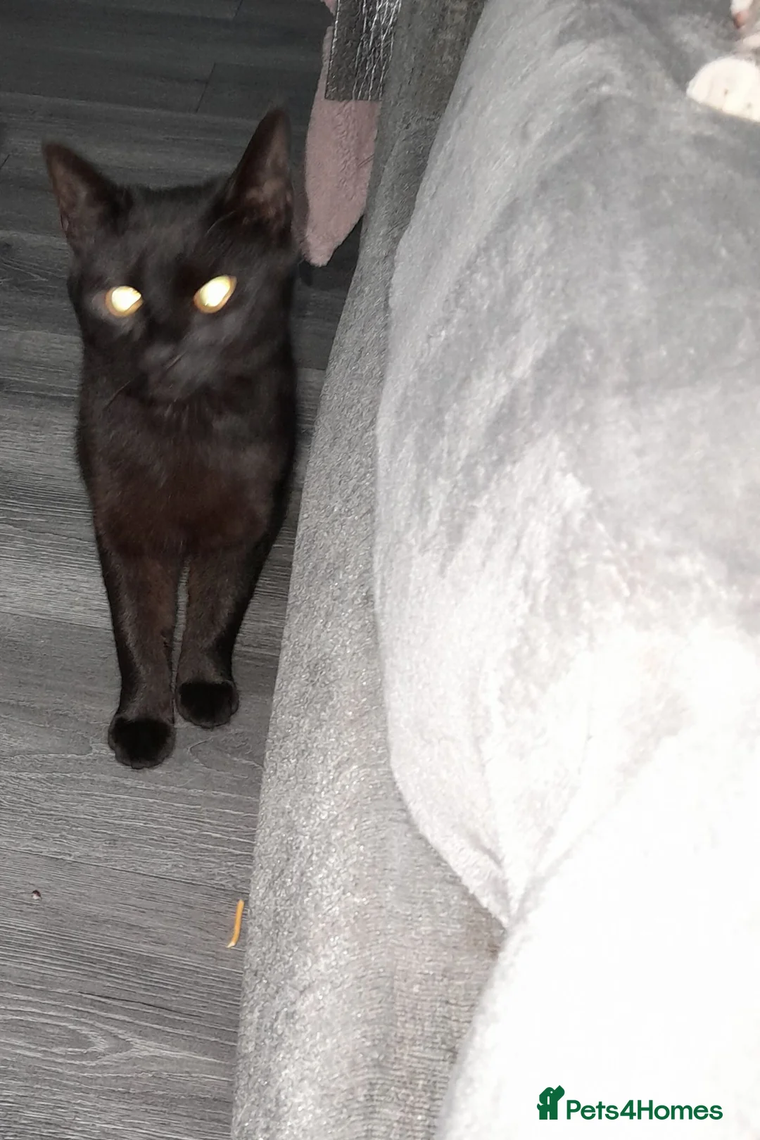 Mixed Breed cats for sale: 2 male over 1 year old cats - Advert 2