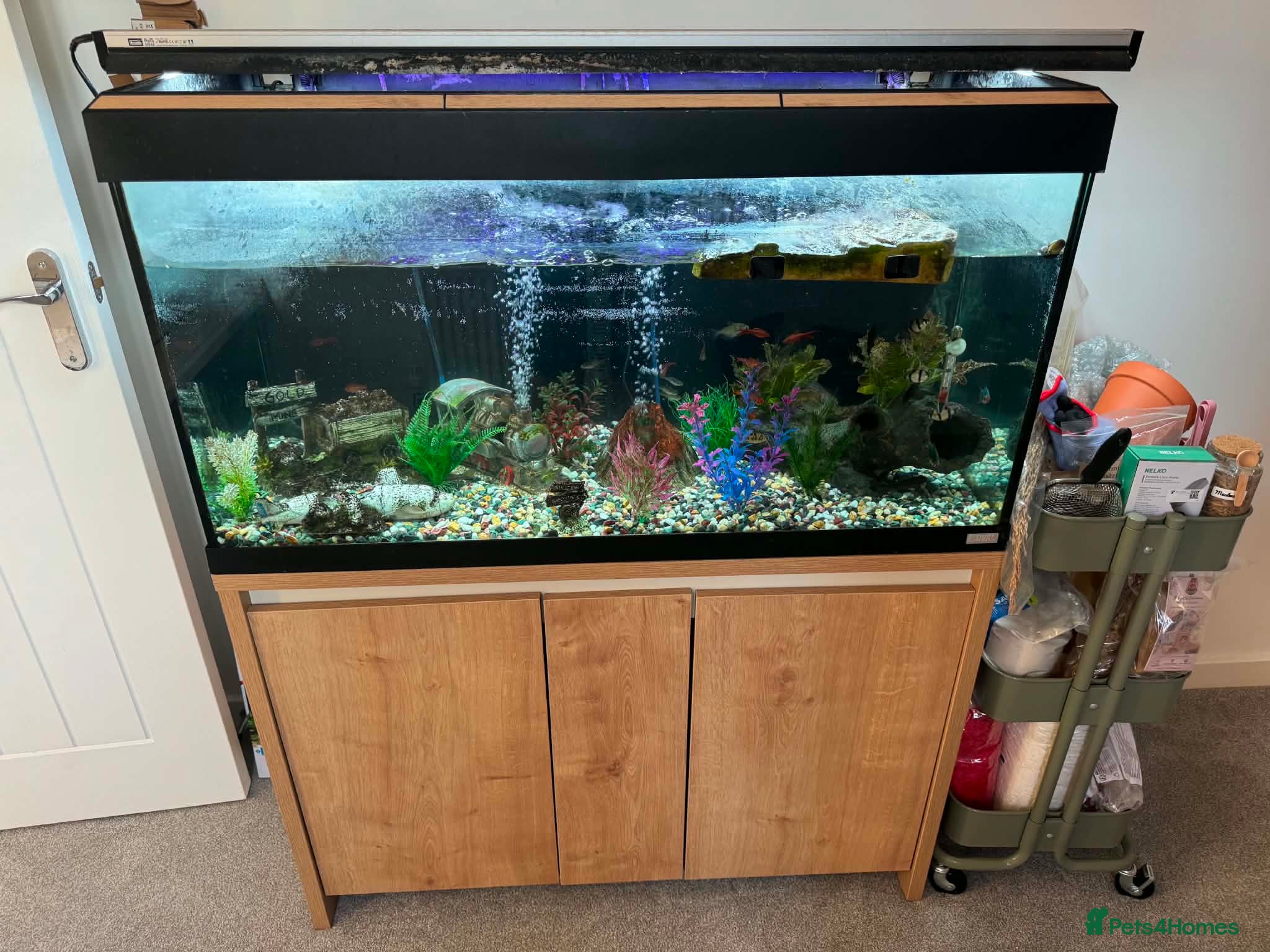 Turtle reptiles Musk turtle and complete set up - Advert 9