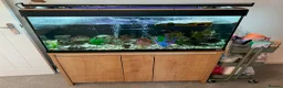 Turtle reptiles for sale: Musk turtle and complete set up in Salisbury - Advert 1