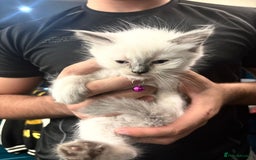 Ragdoll cats for sale: Beautiful Ragdoll kittens very playful  - Image 5
