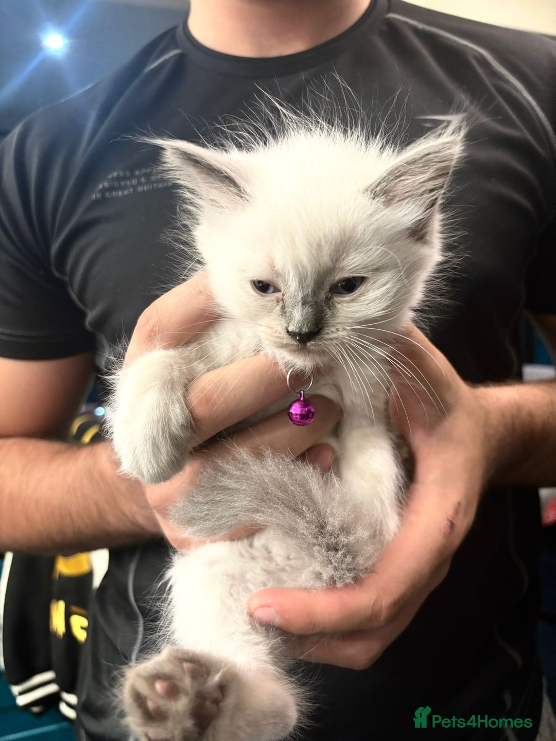 Ragdoll cats for sale: Beautiful Ragdoll kittens very playful  - Image 5