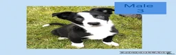 Border Collie dogs for sale: Border collie puppies  - Advert 9