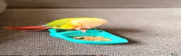 Conures birds for sale: 15 week dna female conure hand reared and tamed - Advert 7