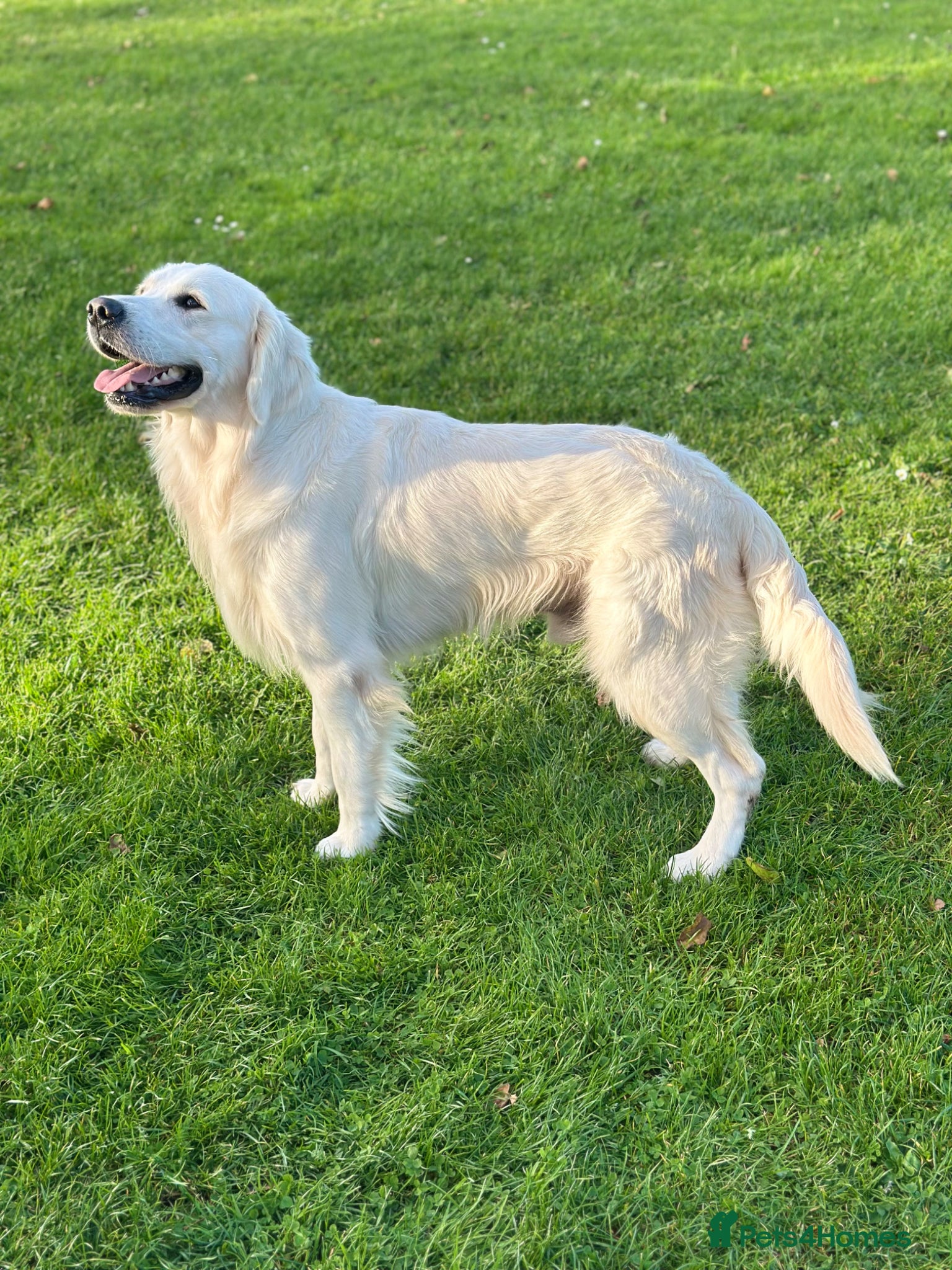 Golden Retriever dogs Beautiful cream Golden Retriever for Stud - Advert 3