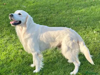 Golden Retriever dogs Beautiful cream Golden Retriever for Stud - Advert 3