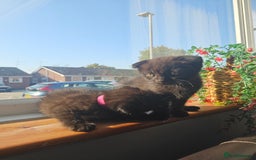 Mixed Breed cats for sale: Scottish Fold Kittens! Ready for loving home - Image 5
