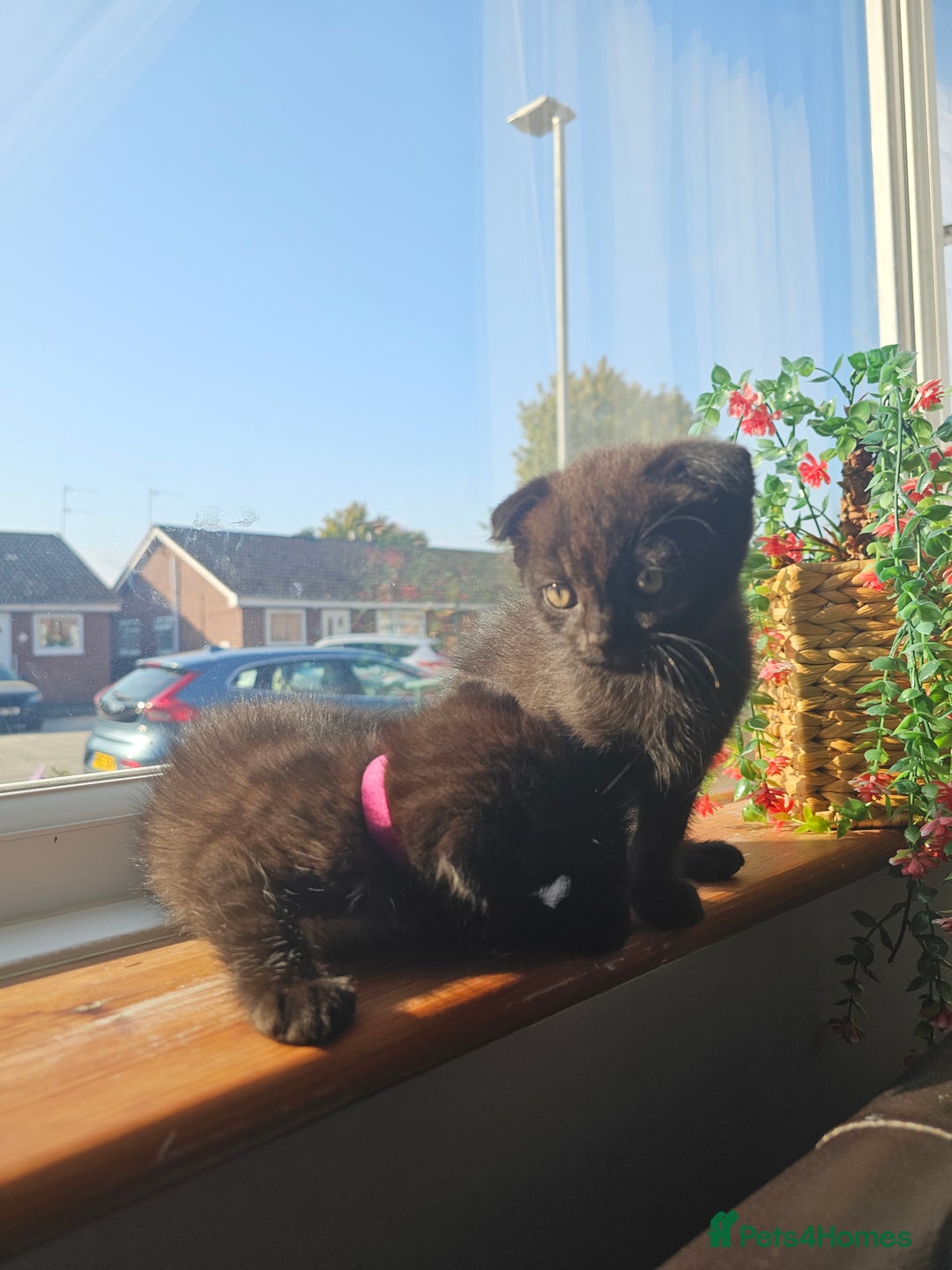 Mixed Breed cats for sale: Scottish Fold Kittens! Ready for loving home - Image 5