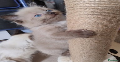 Ragdoll cats - Advert 1