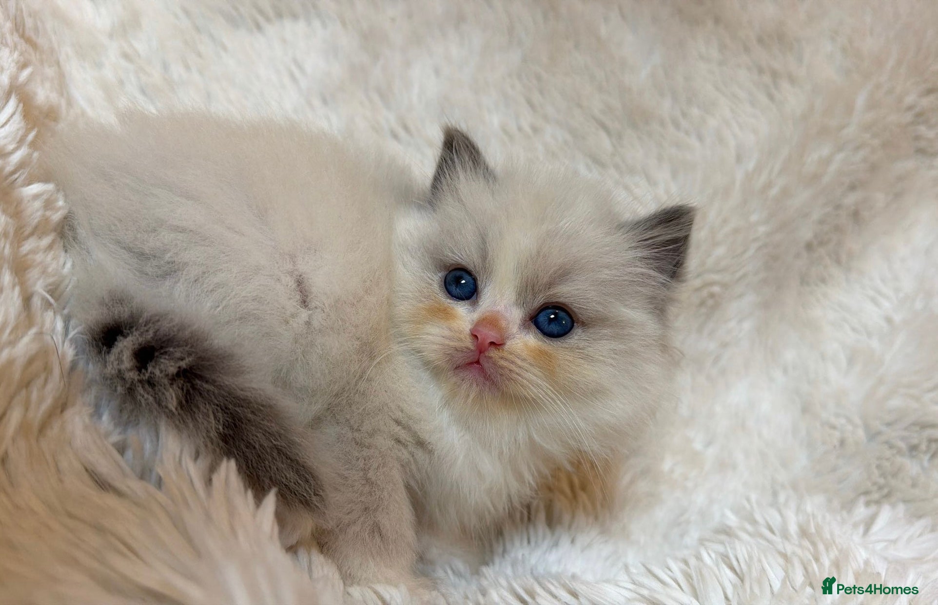 Ragdoll cats Blue Bi-Colour European Kittens!🩵 - Advert 1