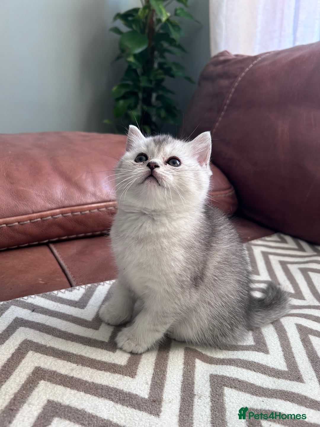 Scottish Fold cats for sale: Little buddies looking for home - Advert 20