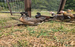 Chickens poultry for sale: Rare Breed Pullets 16 weeks old - Image 1