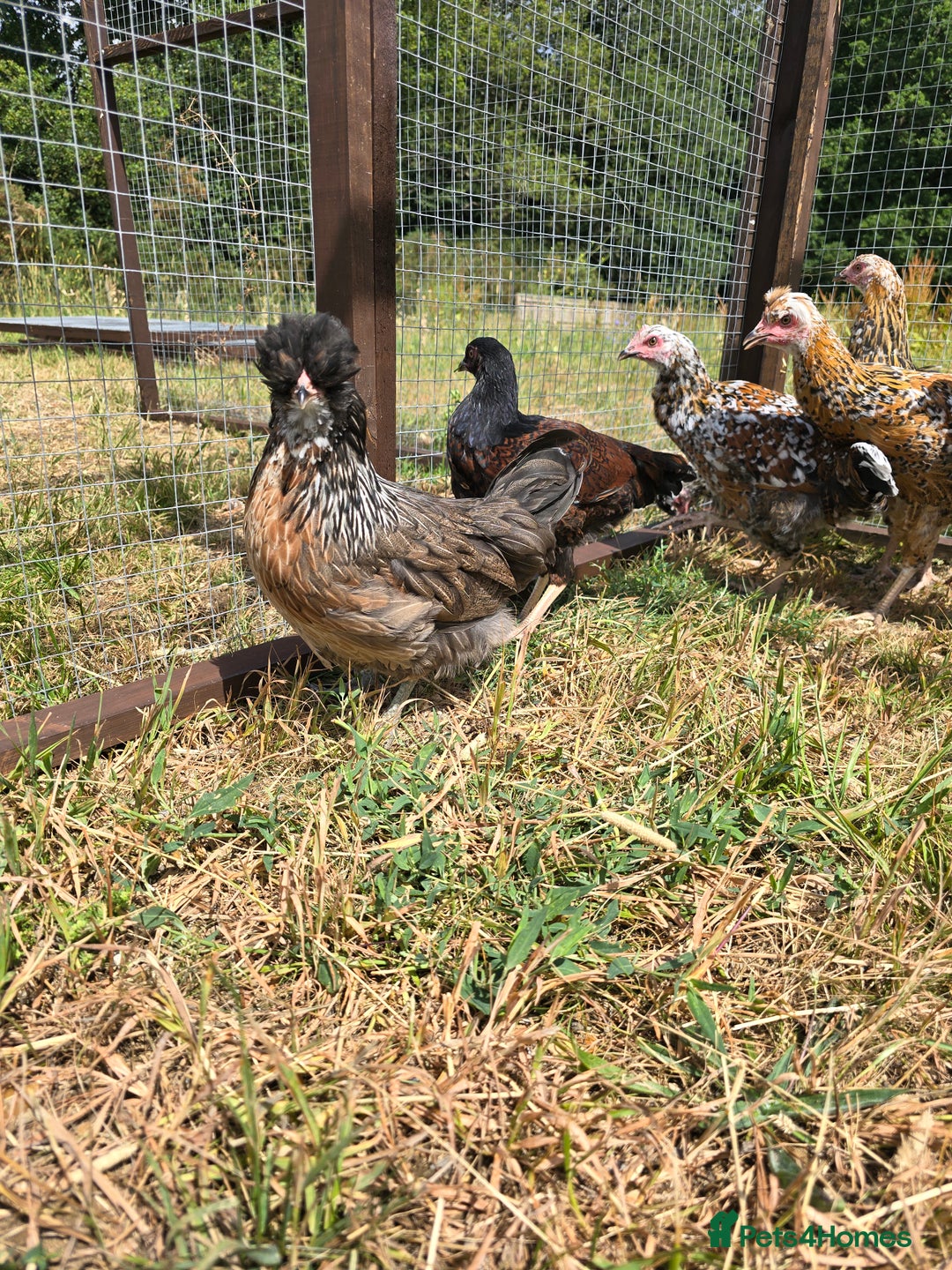 Chickens poultry for sale: Rare Breed Pullets 16 weeks old - Image 1