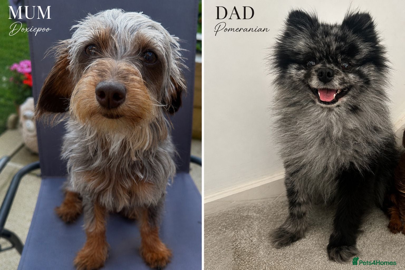Mixed Breed dogs Adorable Doxiepoo x Pomeranian Puppies - Advert 2