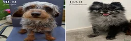 Mixed Breed dogs for sale: Adorable Doxiepoo x Pomeranian Puppies - Advert 2
