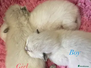 Ragdoll cats Purebred RAGDOLL **GIRL **kitten - Advert 12