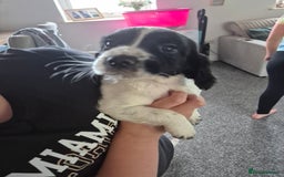 Sprocker dogs for sale: Sprocker Spaniel Puppies - Image 2