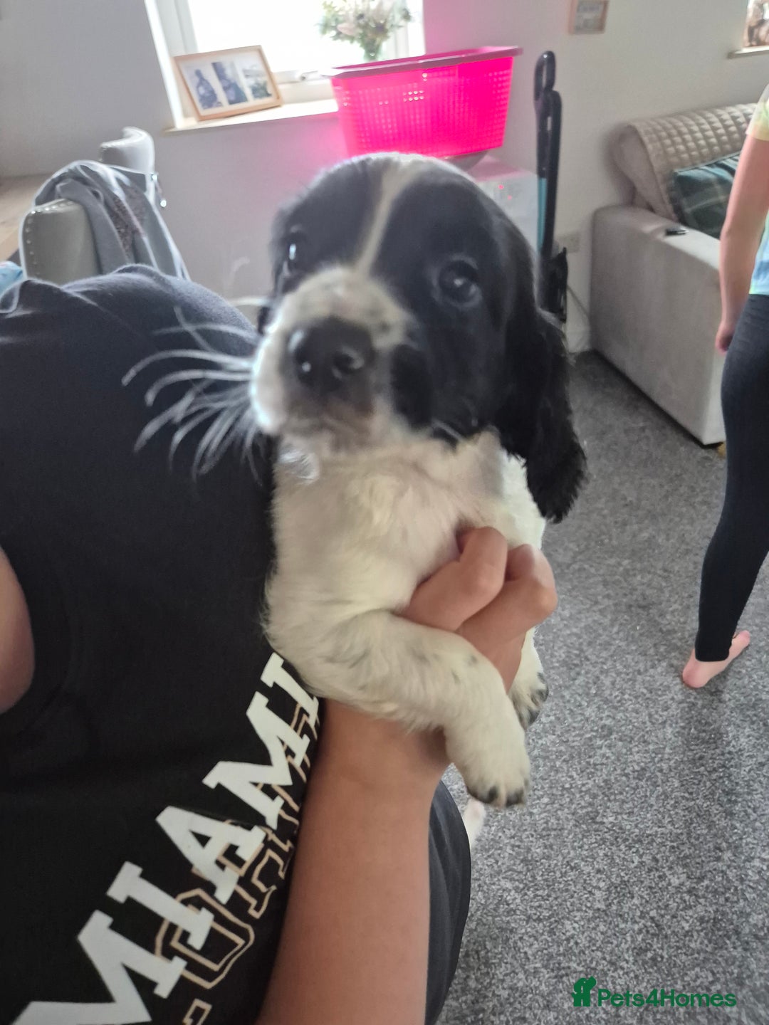 Sprocker dogs for sale: Sprocker Spaniel Puppies - Image 2