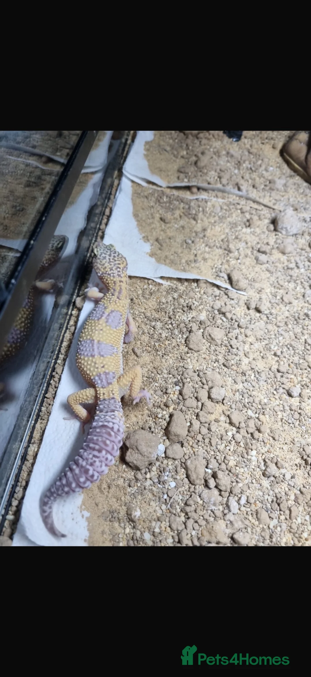 Leopard Gecko reptiles for sale: Leopard gecko  in Bishop Auckland - Advert 7