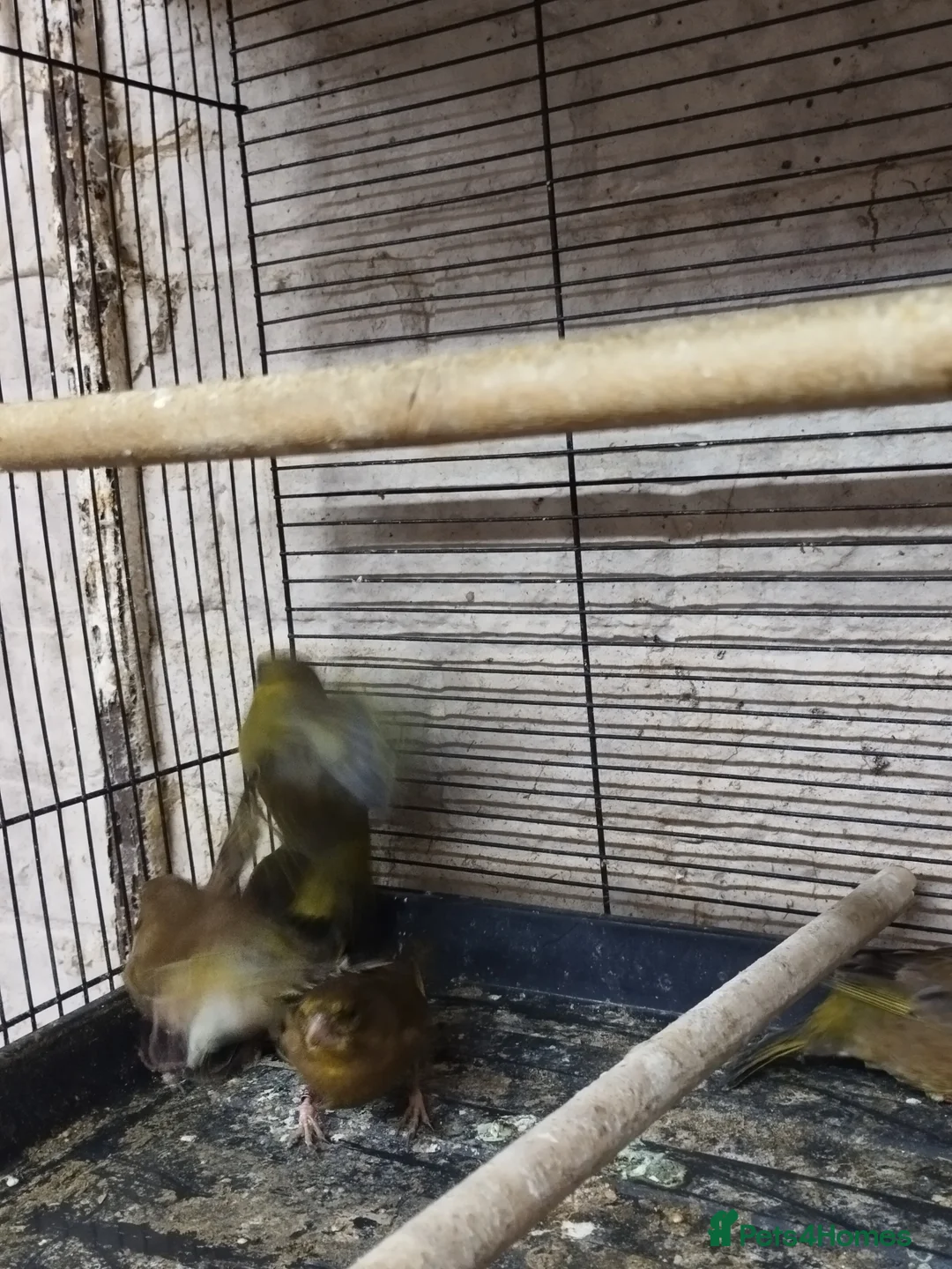 Canaries birds for sale: Canary's, green finch, silver, jarva sparrows  - Advert 20