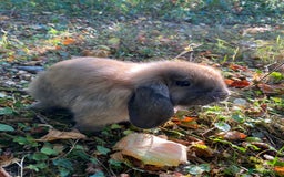 Mini Lop rabbits for sale: 🐰 Mini Lop 🐰 - Image 2