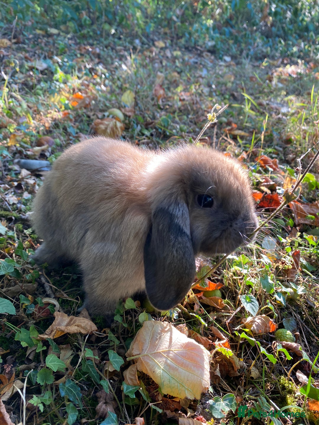 Mini Lop rabbits for sale: 🐰 Mini Lop 🐰 - Image 2