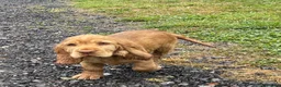 Cocker Spaniel dogs for sale: Stunning Cocker Spaniel Puppies  - Advert 5