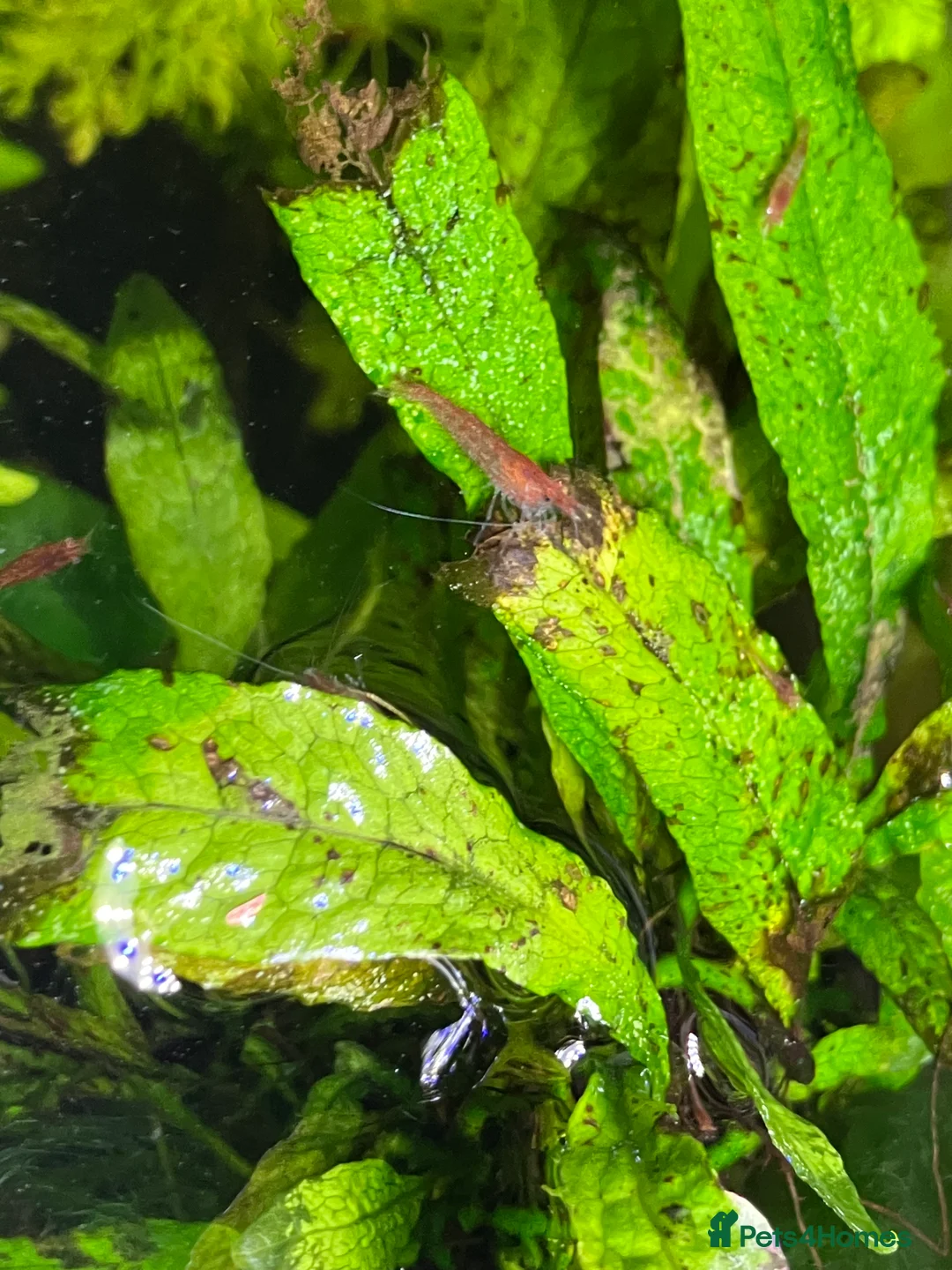 Shrimps fish for sale: Cherry shrimp - Juvenile and babies  - Advert 9