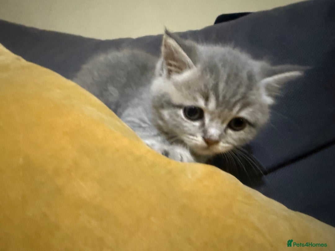 Scottish Fold cats for sale: Beautiful Scottish straight cross British shorts😍 - Image 7