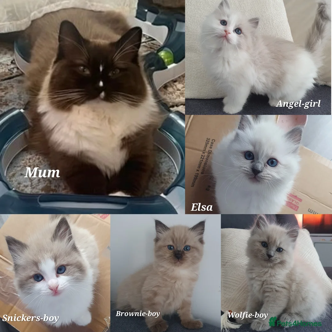 Ragdoll cats for sale: Adorable Cherubim Ragdoll Kittens Ready now - Advert 1