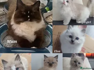 Ragdoll cats Adorable Cherubim Ragdoll Kittens Ready now - Advert 1