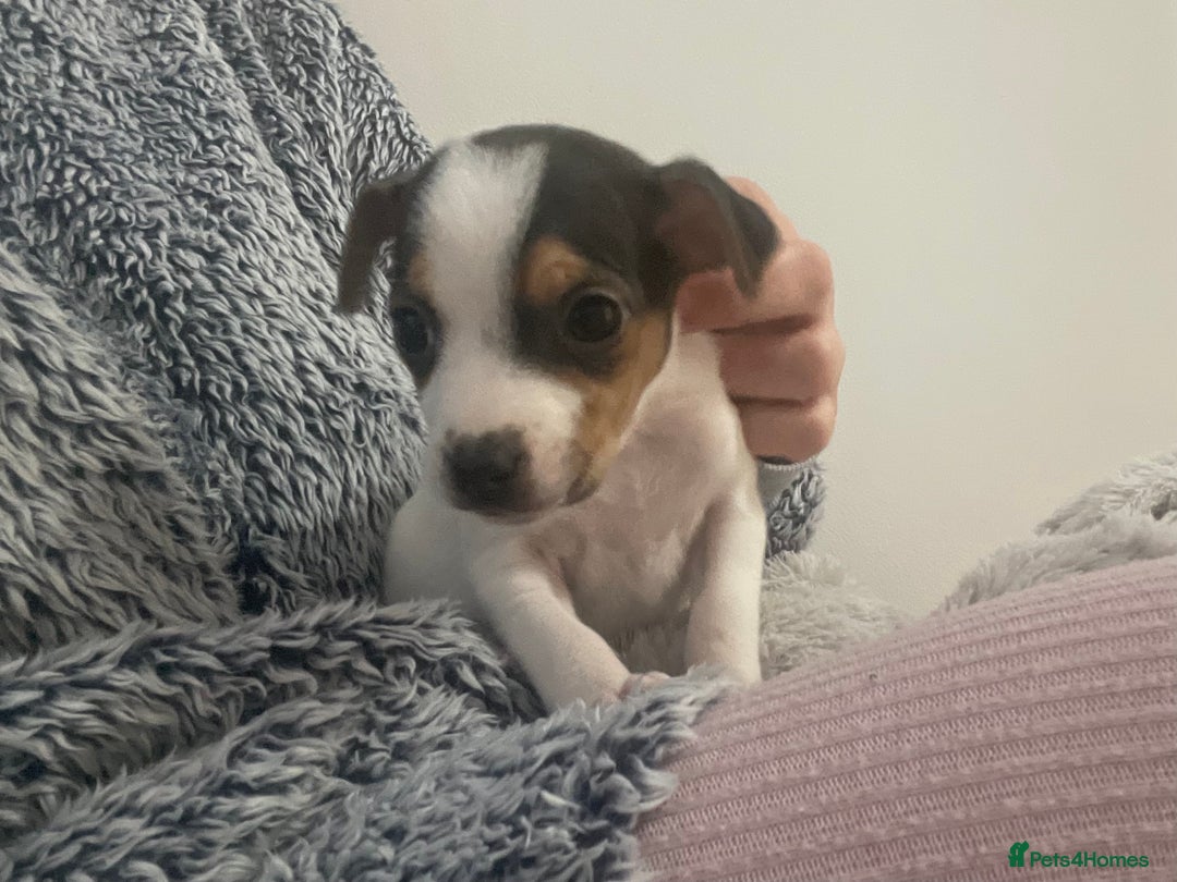 Jack Russell dogs for sale: READY NOW! OutstandingJack Russell puppies - Advert 10