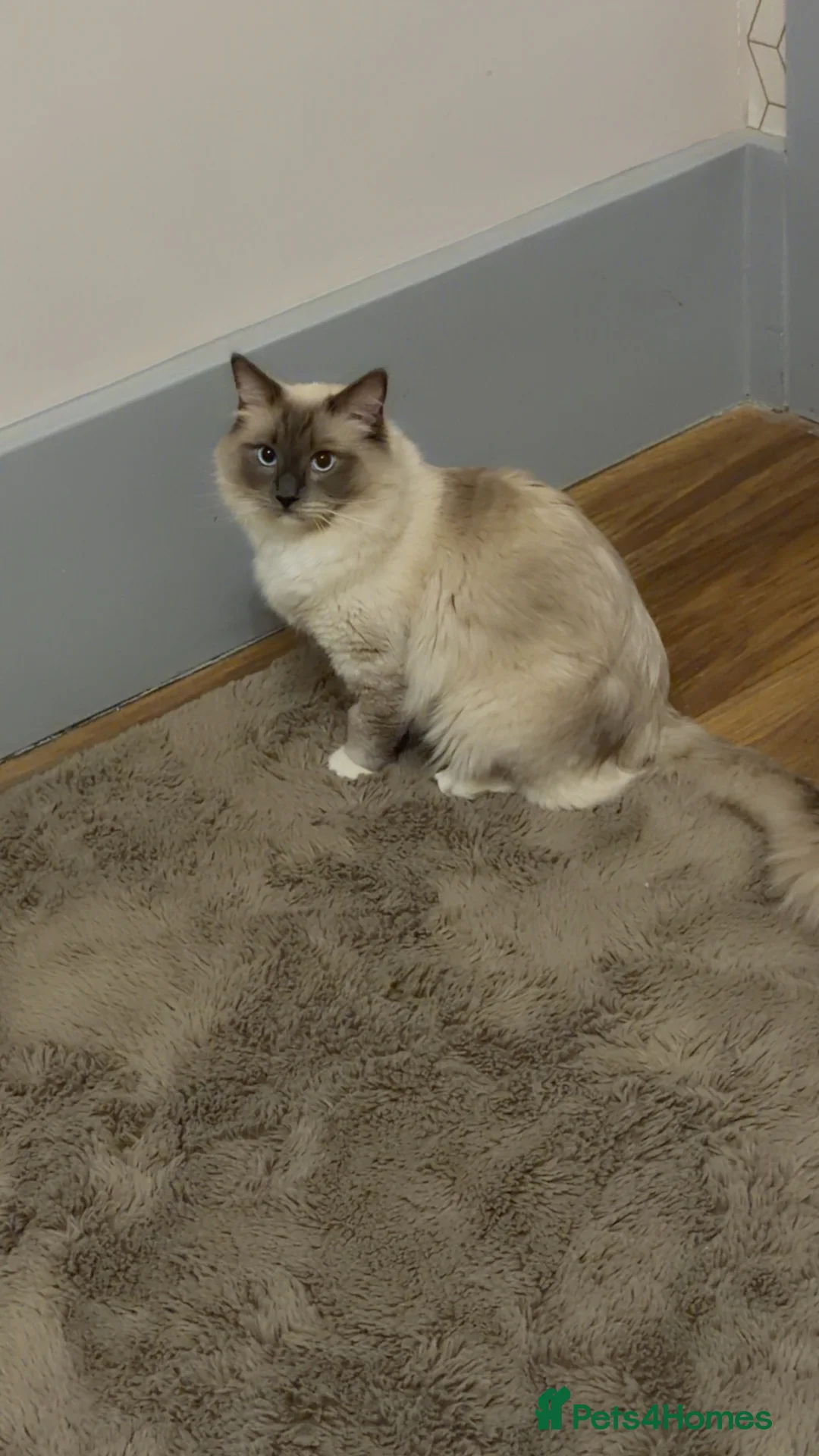 Ragdoll cats for sale: Beautiful 1-Year-Old Male Ragdoll Cat - Advert 9