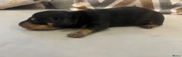 Dachshund dogs for sale: 🐾 dachshund puppies🐾 - Advert 7