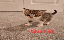 Mixed Breed cats for sale: 1/4 bengal x Britain short hair tabby kittens - Advert 6