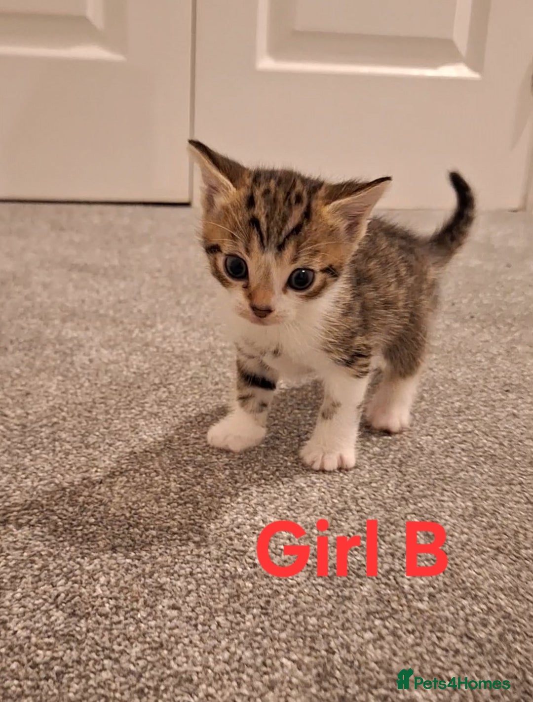 Mixed Breed cats for sale: 1/4 bengal x Britain short hair tabby kittens - Advert 6