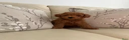 Toy Poodle dogs for sale: KC Toy Poodle - Advert 4