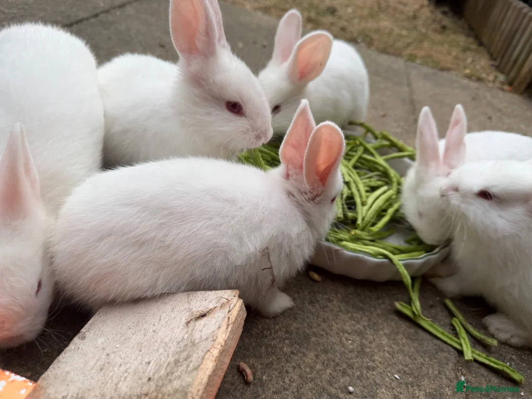 New Zealand rabbits for sale: 6 bunnies  - Advert 2