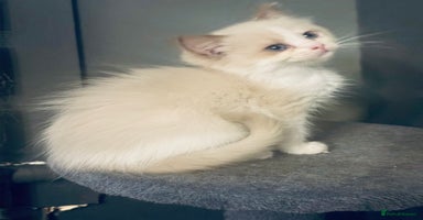 Ragdoll cats Seal mink female  - Advert 6