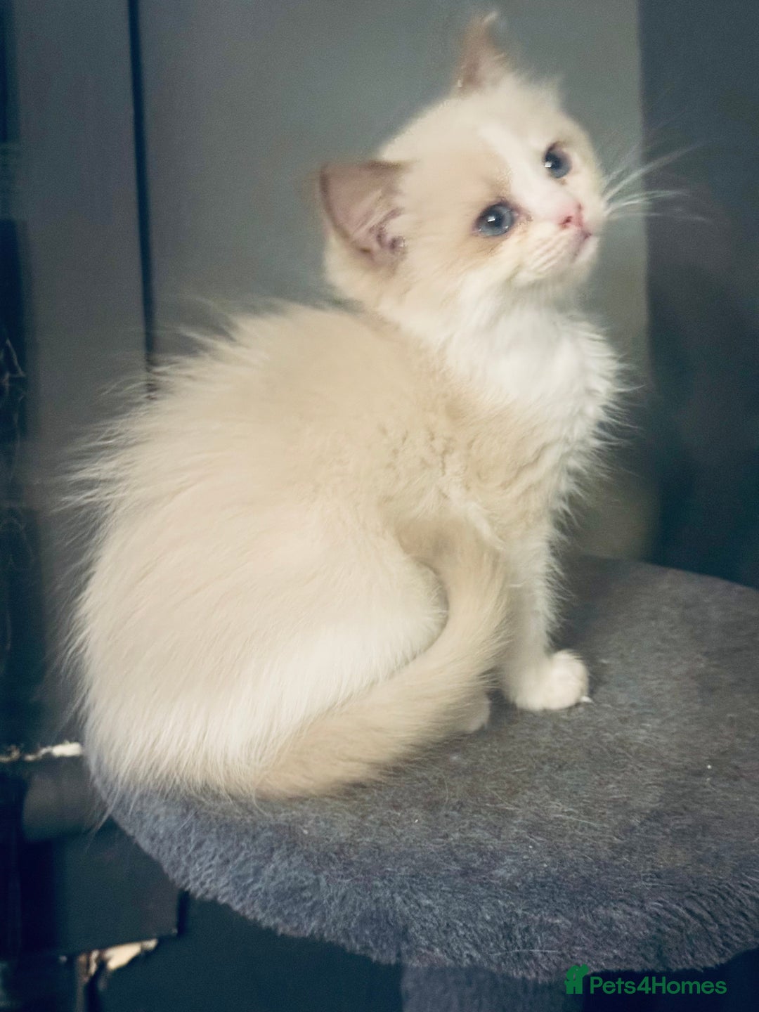 Ragdoll cats for sale: Seal mink female  - Advert 2