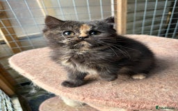 British Shorthair cats for sale: British Shorthair kittens - Image 11
