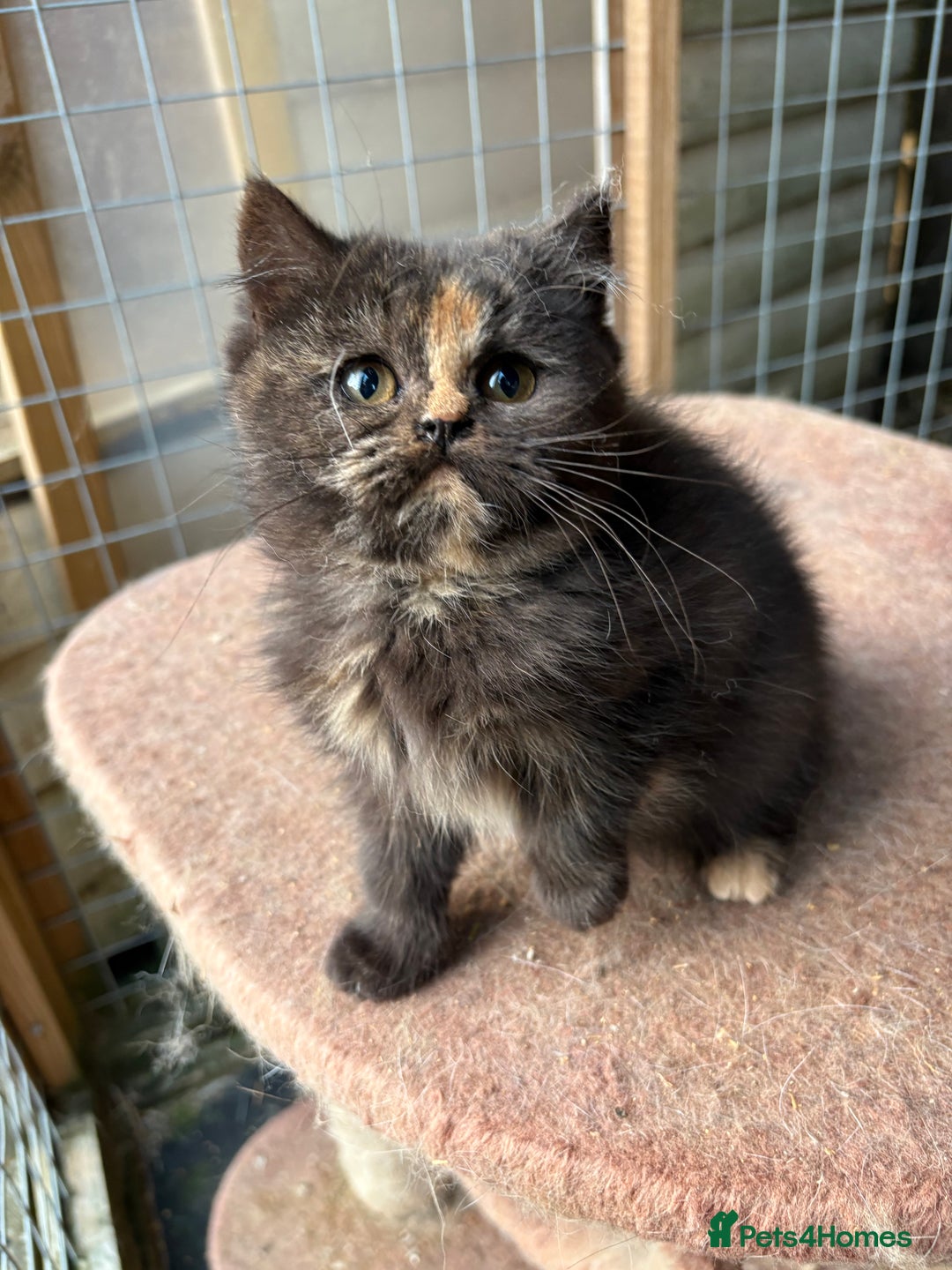 British Shorthair cats for sale: British Shorthair kittens - Image 11