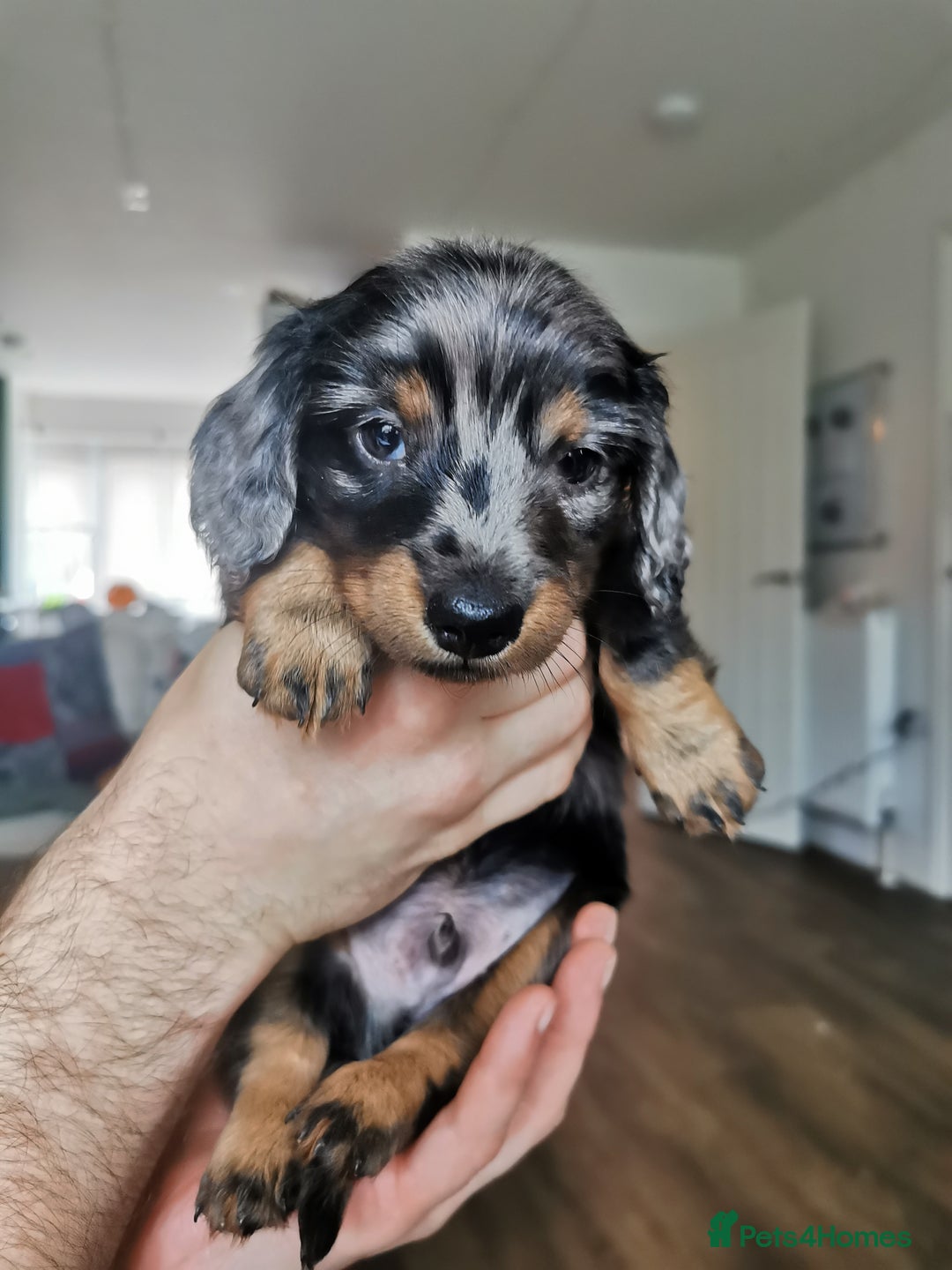 Miniature Dachshund dogs for sale: 5 beautiful miniature dachshund pups for sale - Advert 22
