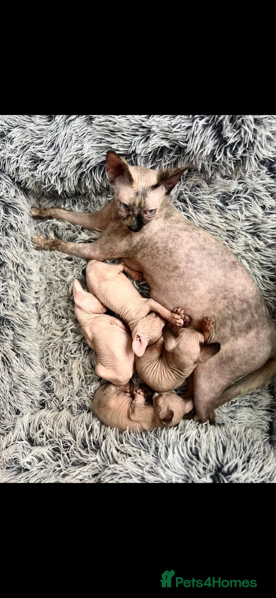 Sphynx cats for sale: Female Sphynx Kittens ready to leave asap  - Advert 1