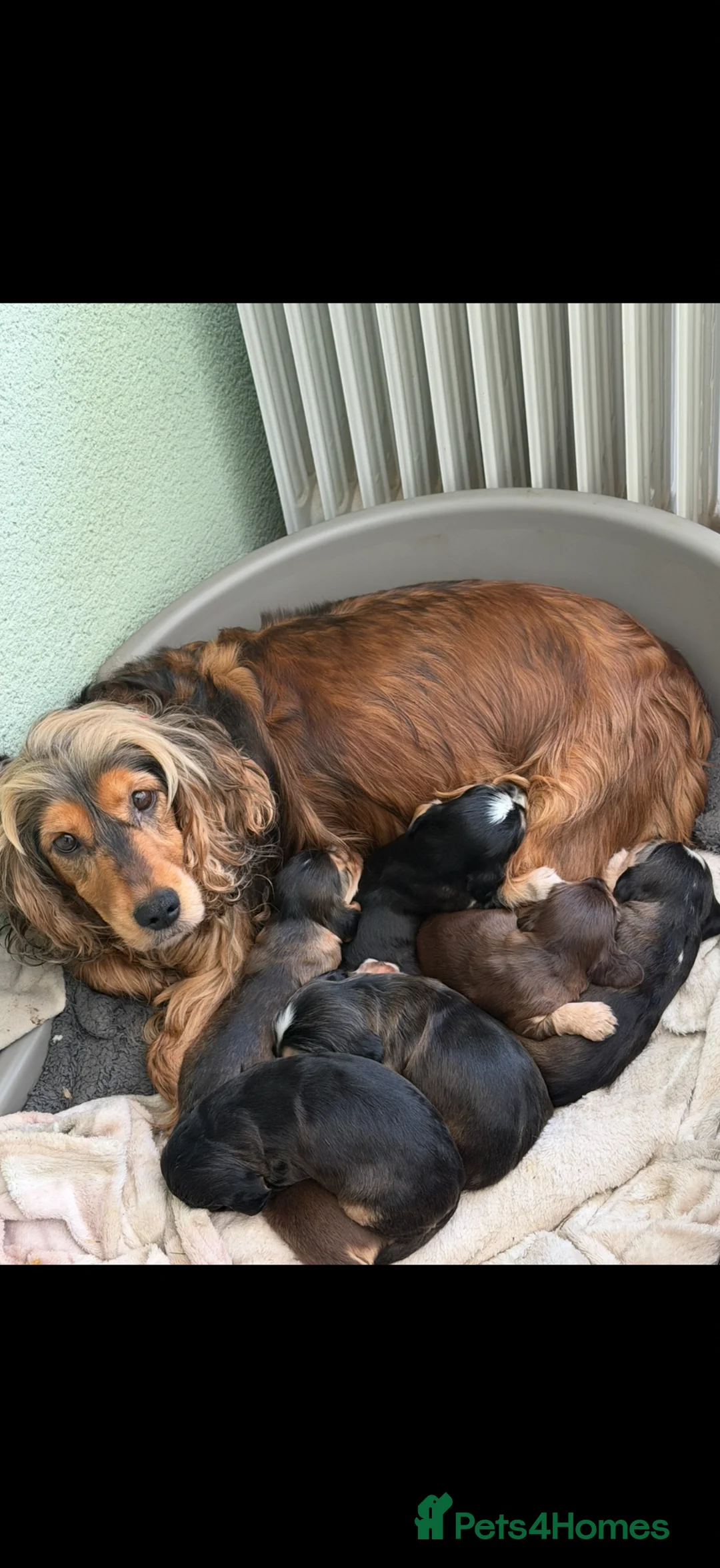 Cocker Spaniel dogs for sale: EXCEPTIONAL QUALITY SHOW COCKER SPANIEL PUPPIES - Advert 1