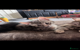 Bengal cats for sale: Bengal x kitten  - Image 1