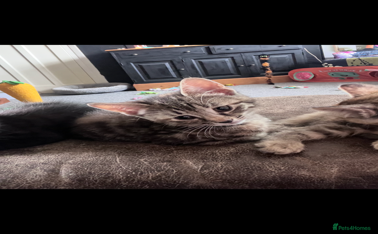 Bengal cats - Advert 1