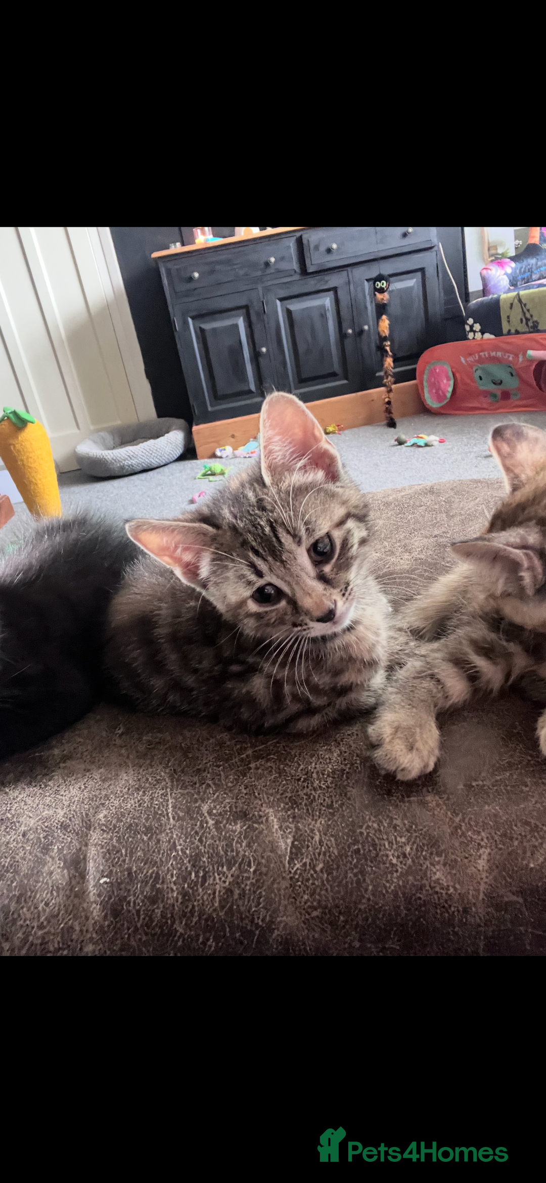 Bengal cats for sale: Bengal x kitten  - Image 1