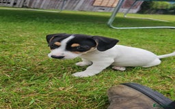 Mixed Breed dogs for sale: Gorgeous Jack Russell x Dachshund Puppies in Welshpool - Image 18