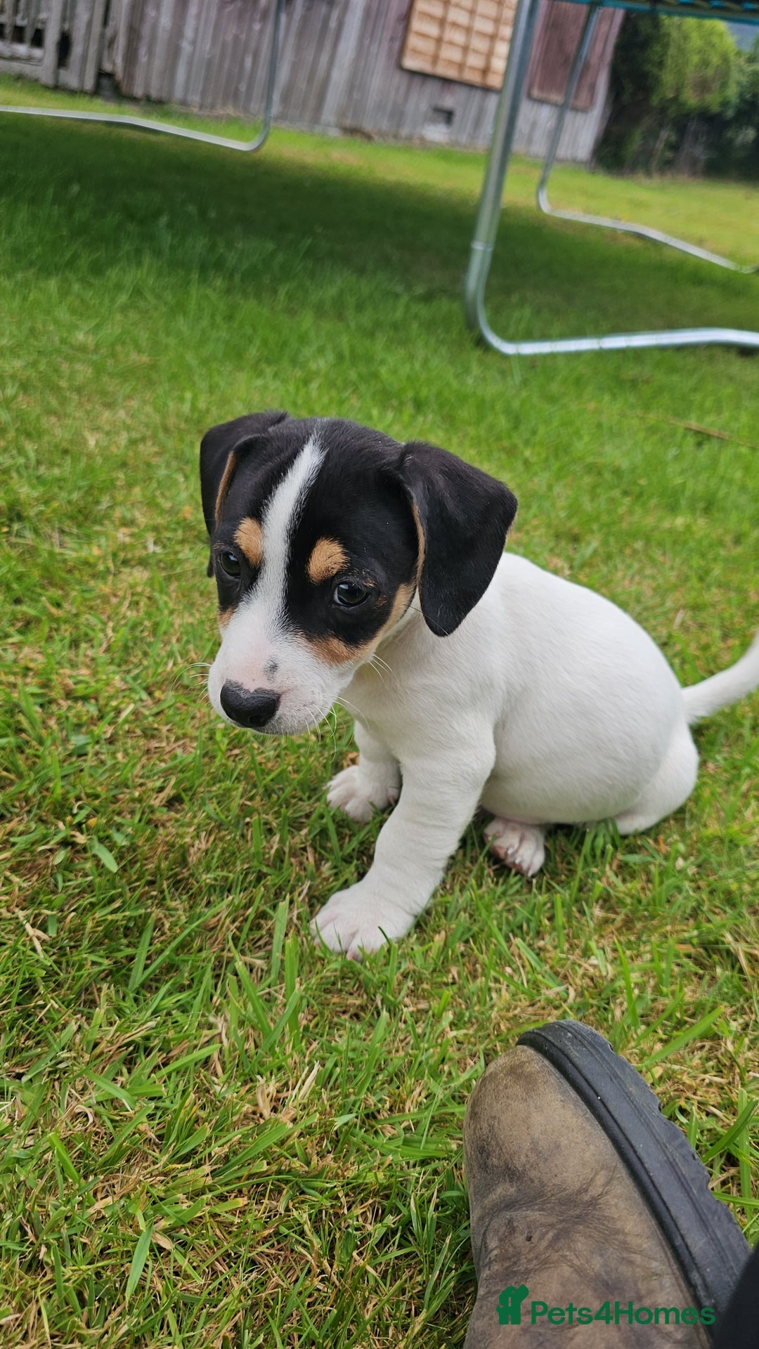 Mixed Breed dogs for sale: Gorgeous Jack Russell x Dachshund Puppies in Welshpool - Image 18